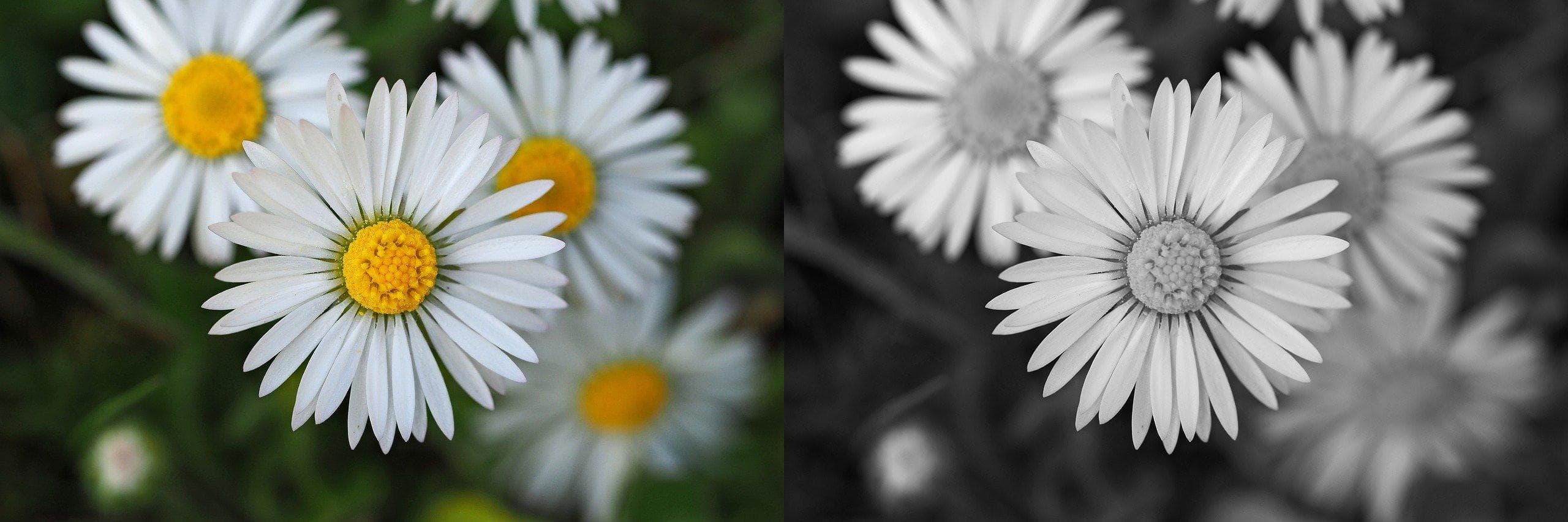 Color vs Black and White Comparison