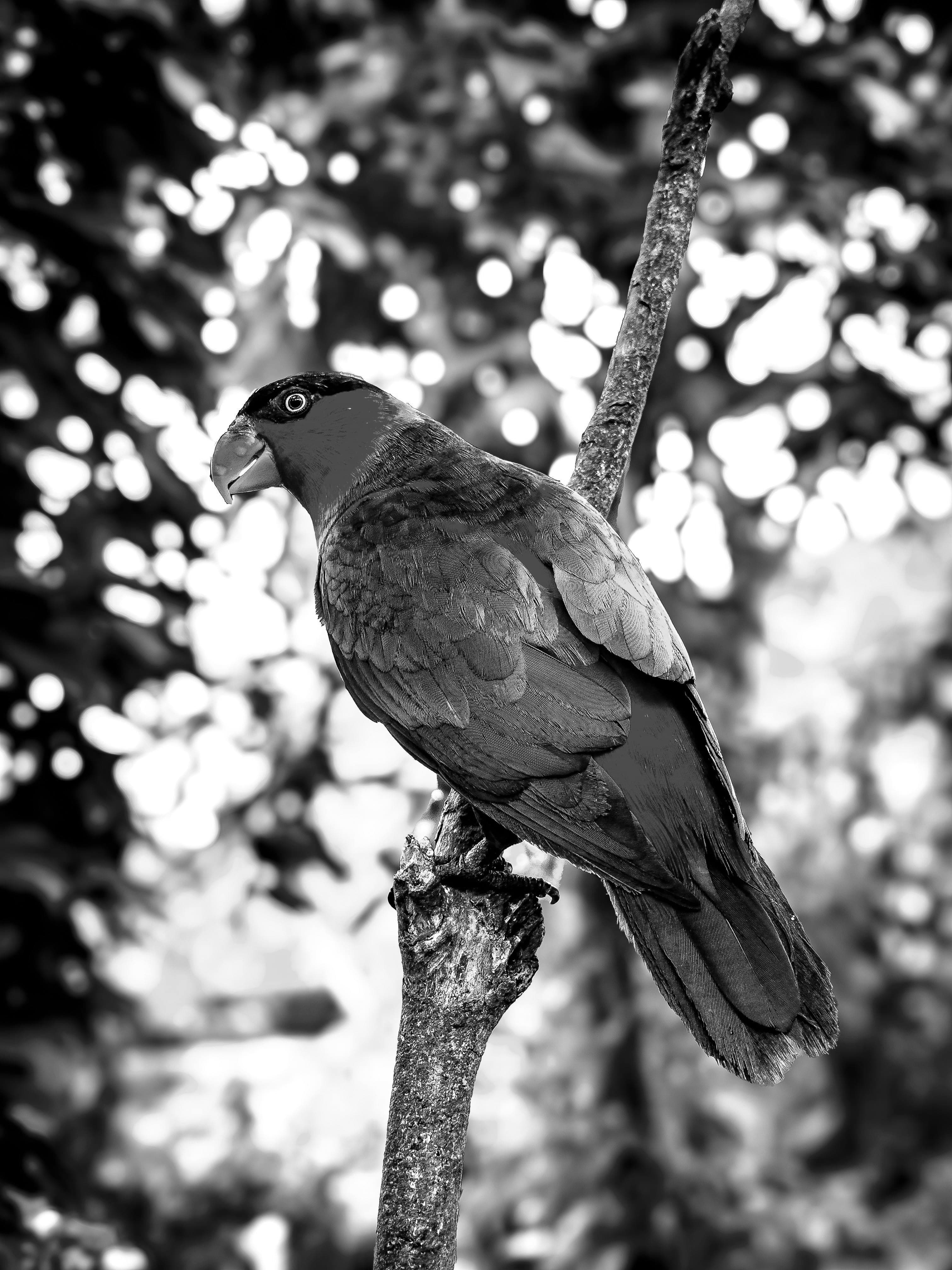 Parrot in Monochrome