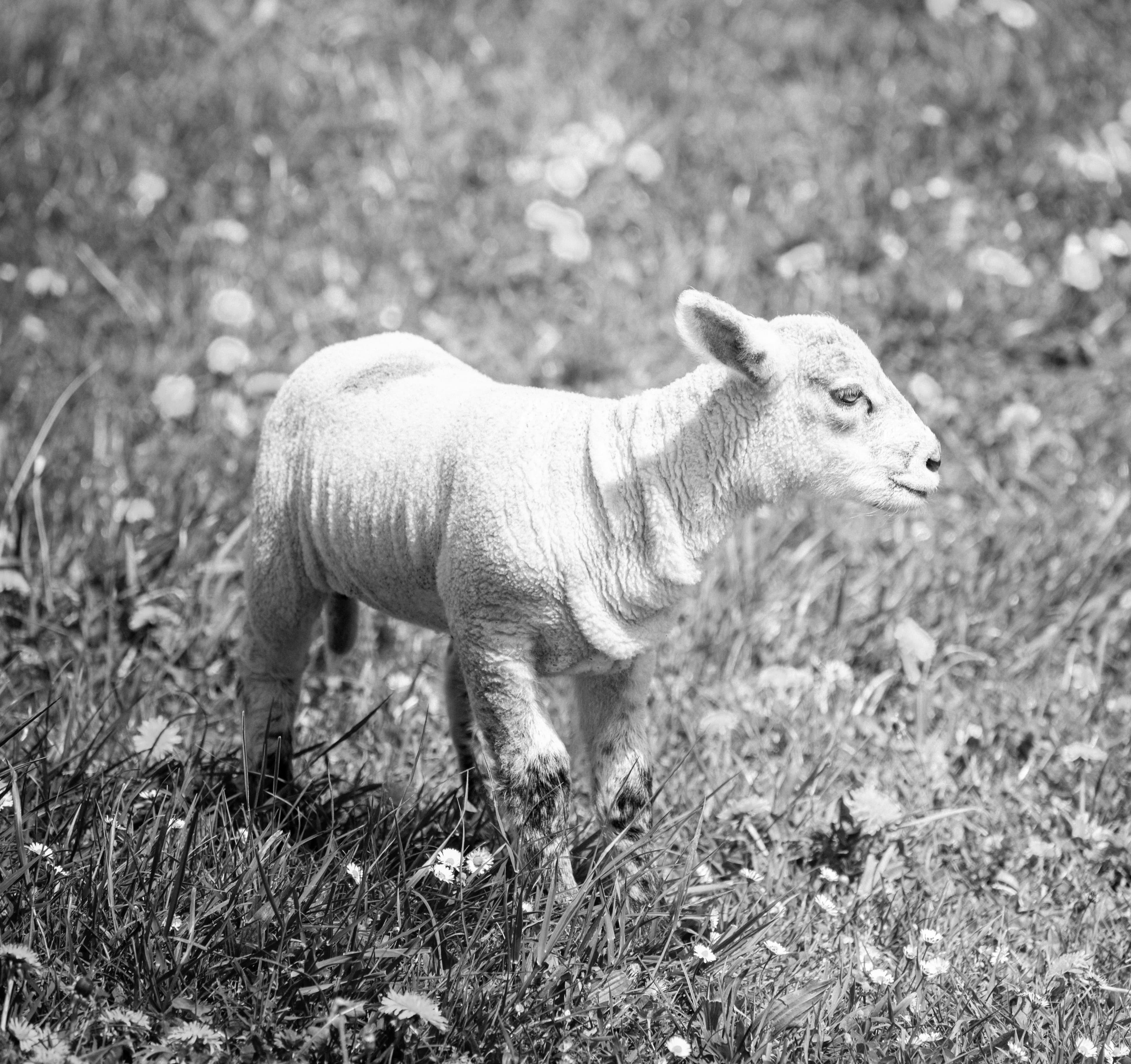 Lamb in Meadow (Black and White)