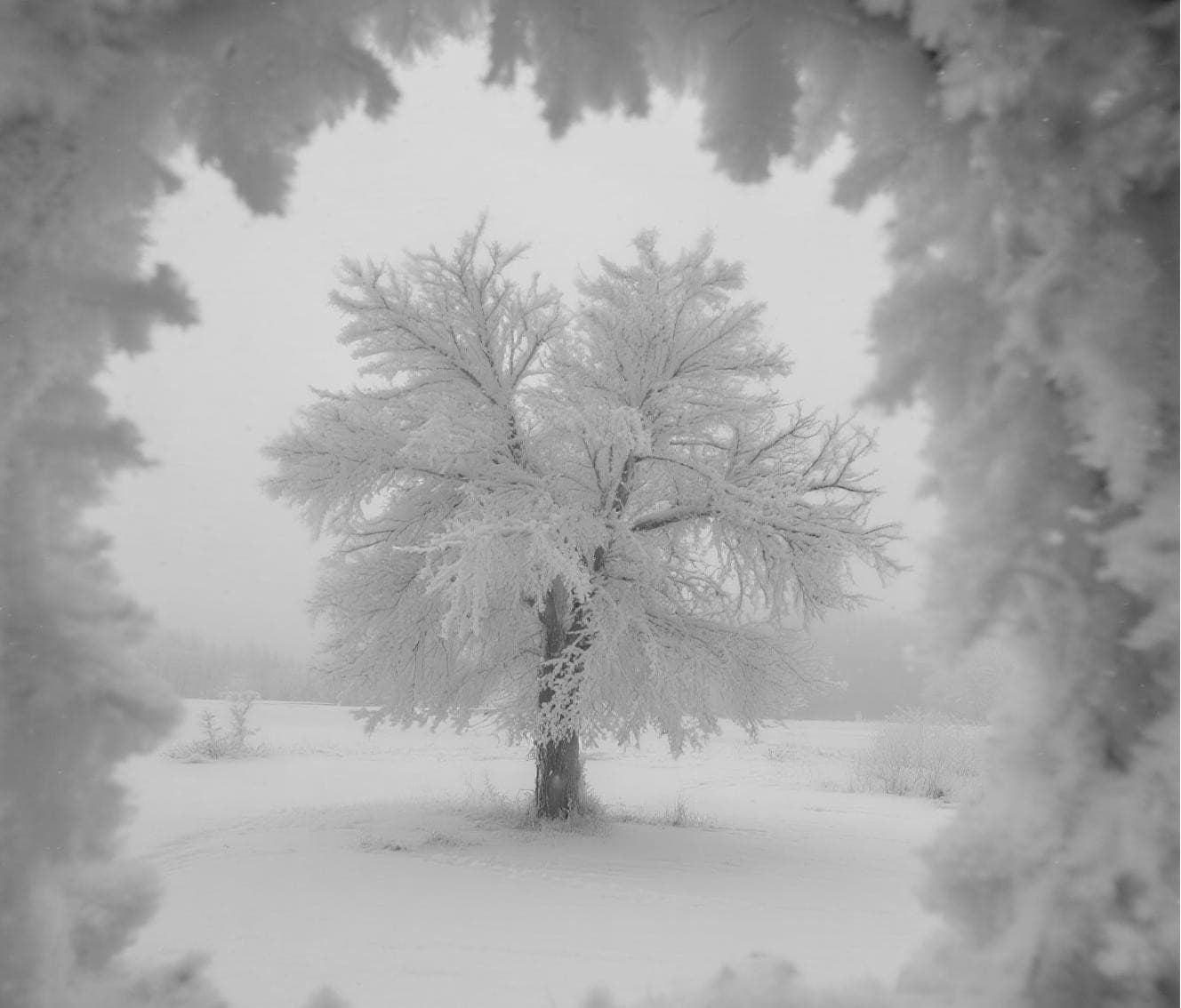 Frost - Covered Tree in Winter