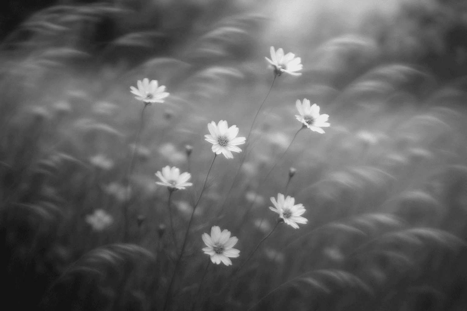 Wildflowers in the Wind