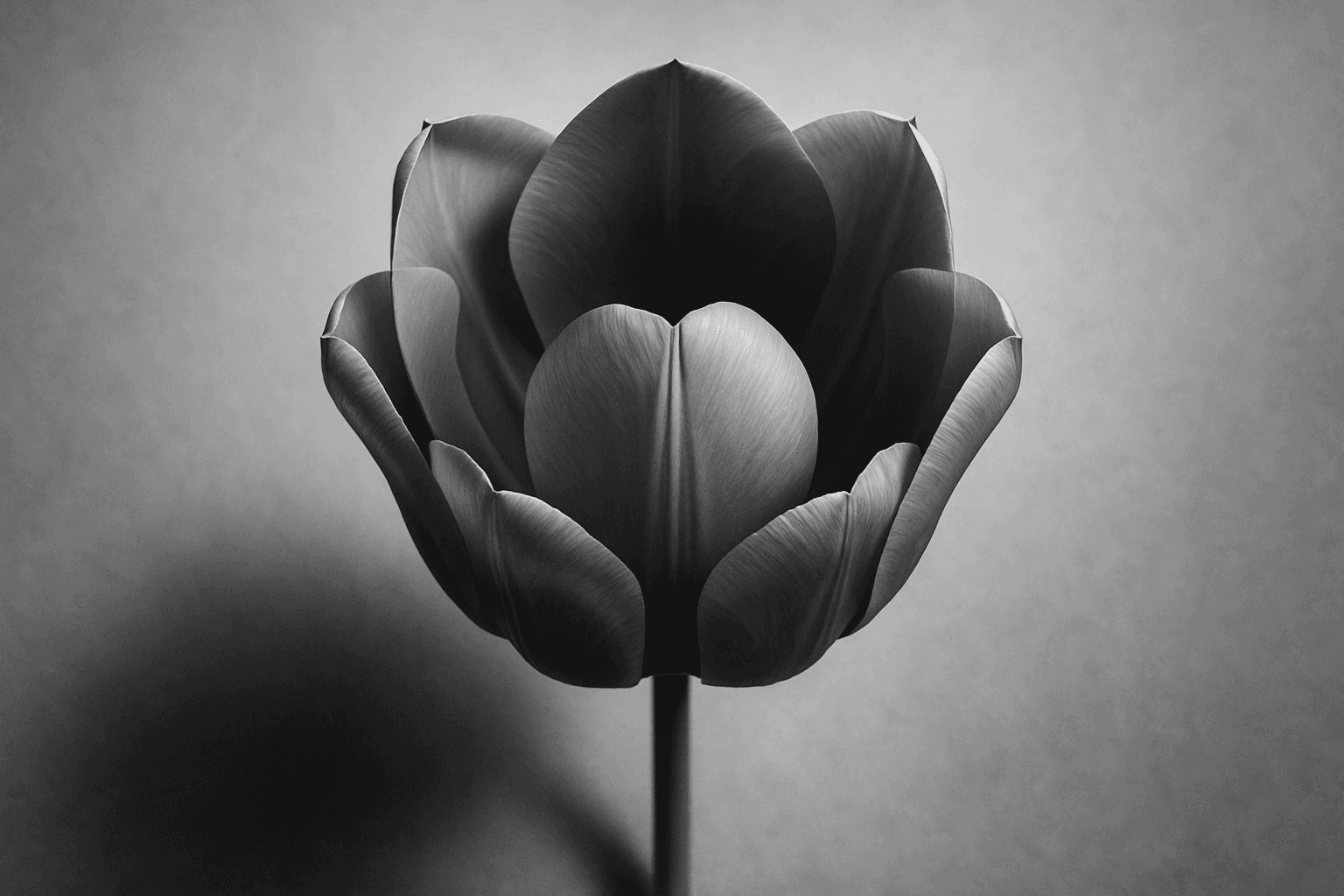 Tulip Symmetry