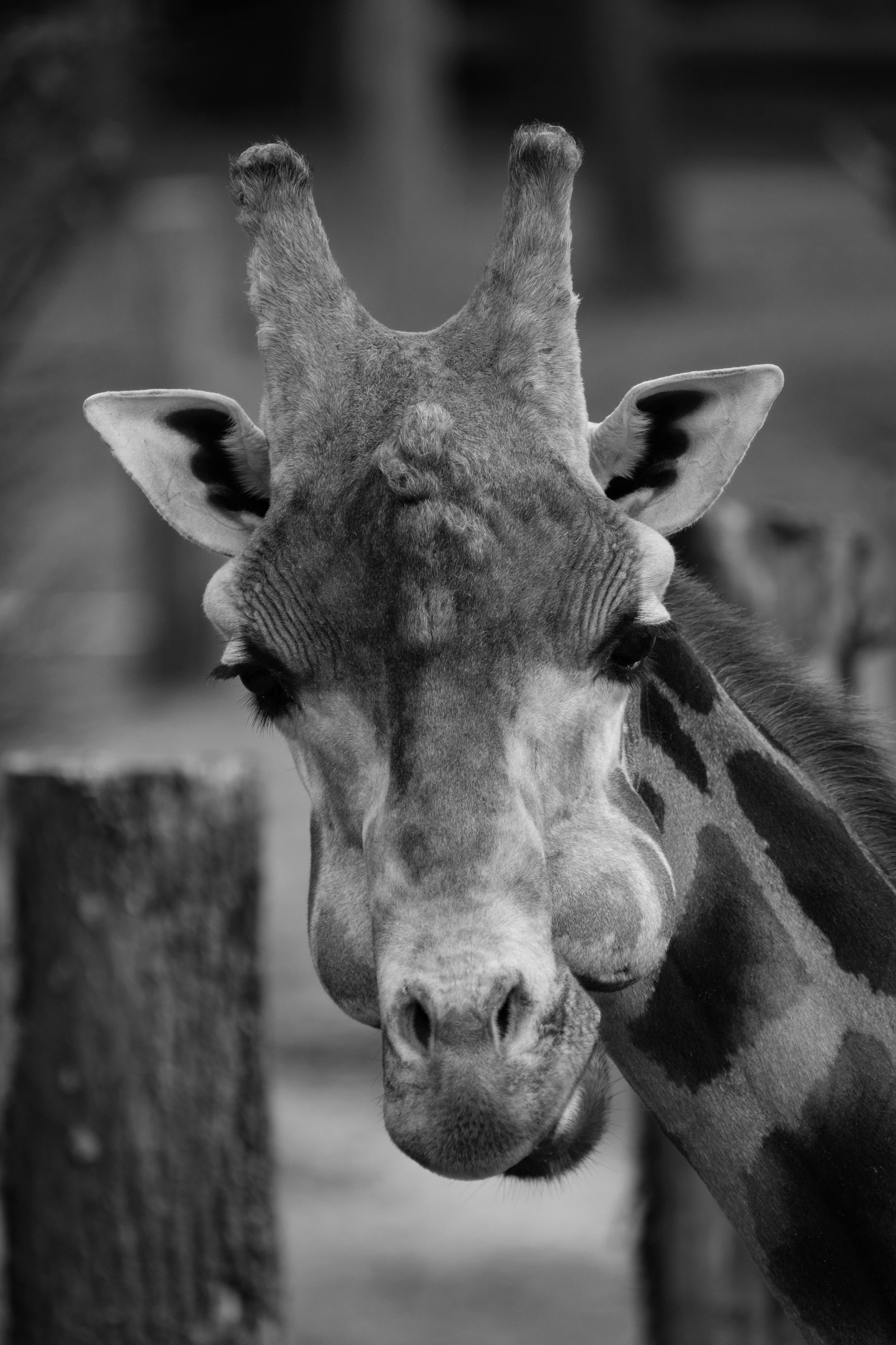 Giraffe Headshot in Monochrome
