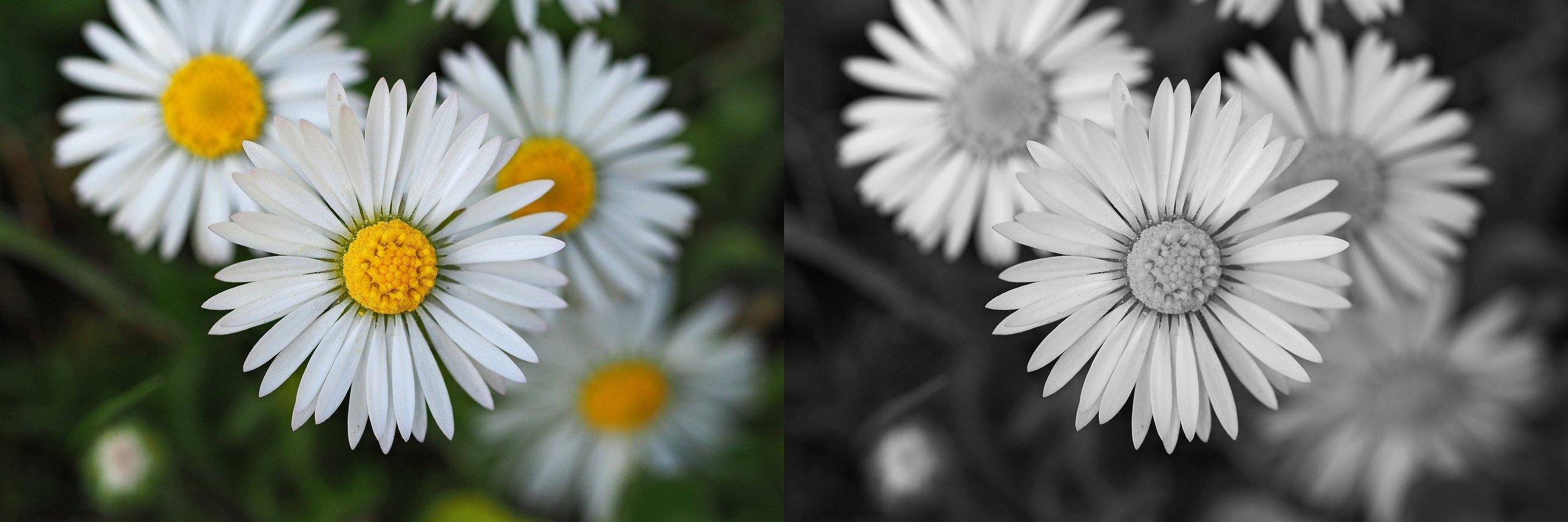 Color vs Black and White Comparison